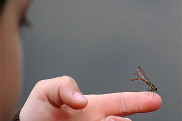 Großaufnahme einer Kinderhand, auf der eine Libelle sitzt